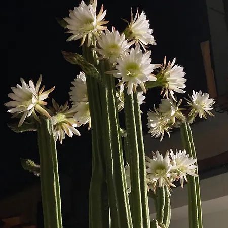Ambrogiana 아파트