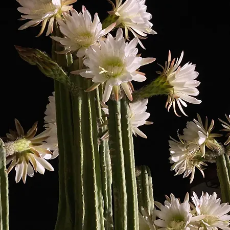 Ambrogiana 아파트 리보르노